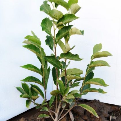 Magnolia Liliflora Nigra 60-80 cm