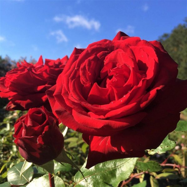 Trandafir Ingrid Bergman rosu ghiveci 3 l